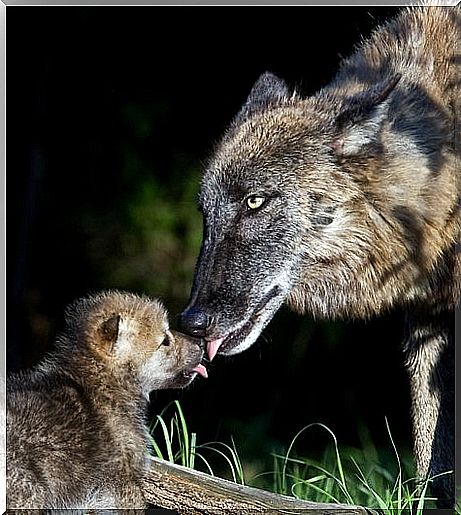 The Iberian wolf is important to the ecosystem.