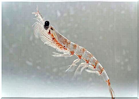 The importance of krill in marine ecosystems