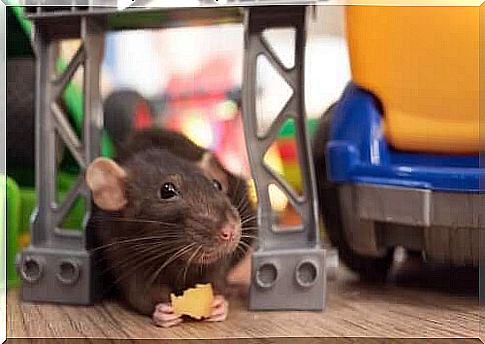 A rat is nibbling on a piece of cheese