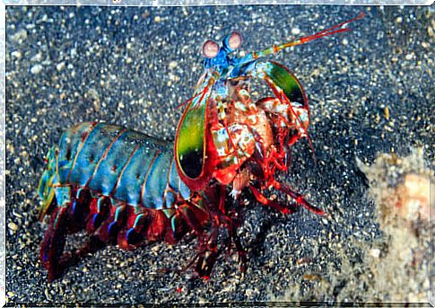 The invincible mantis shrimp - an aggressive hunter