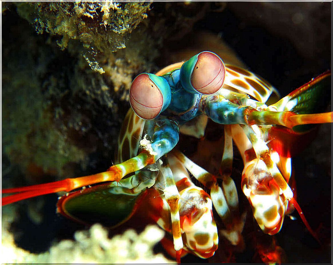 Mantis Shrimp - photo