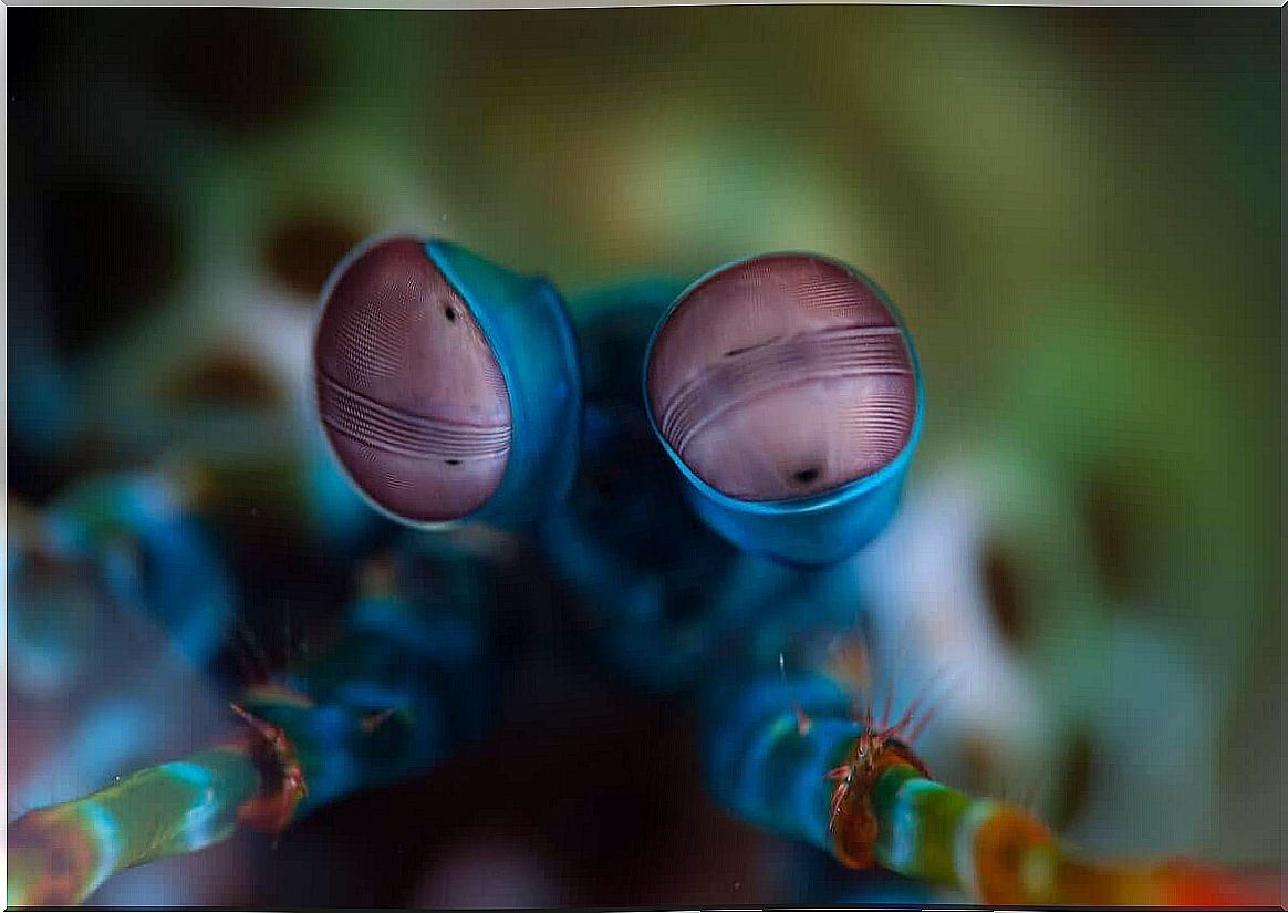 Mantis Shrimp - eyes