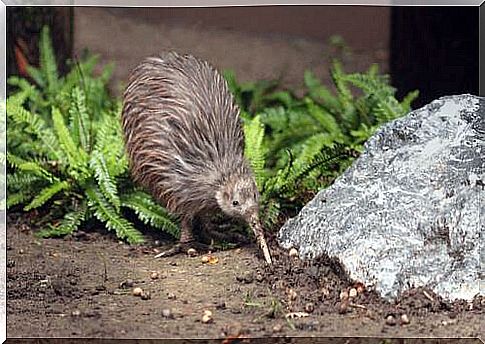 The kiwi - the New Zealand bird that doesn't fly