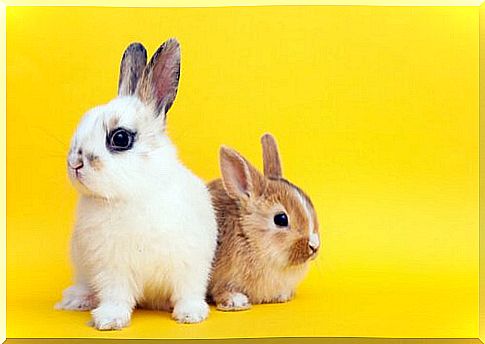 The mini dwarf rabbit: characteristics and care