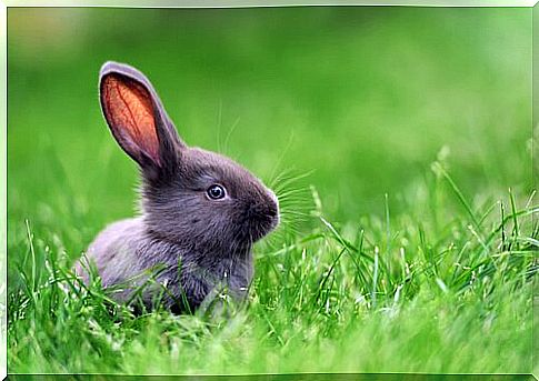 Mini dwarf rabbits in the meadow