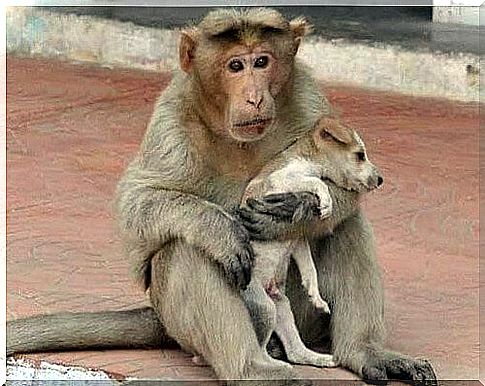 The monkey who adopted a street dog