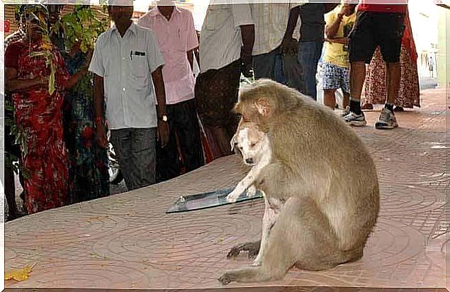 Monkey adopts street dog