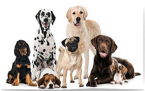 The most important canine associations in the world