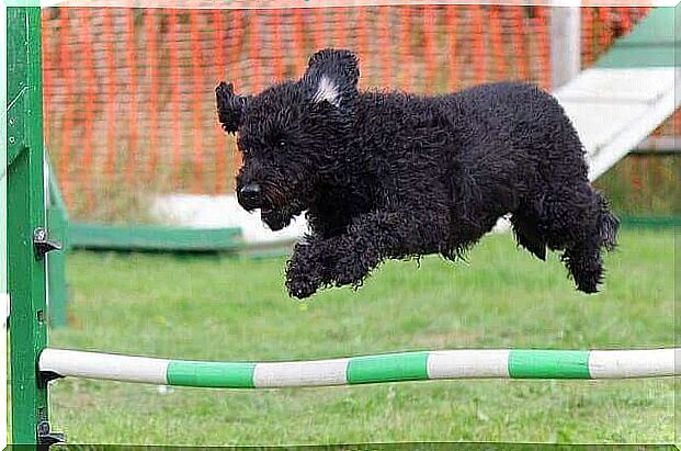 Dog does agility training - dog associations