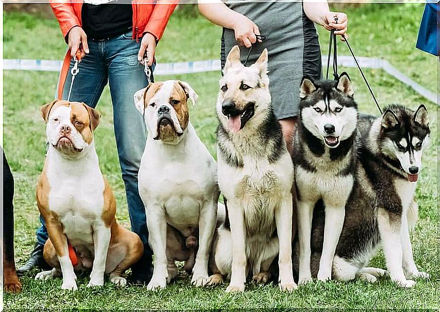 Different breeds of dogs present themselves - dog associations