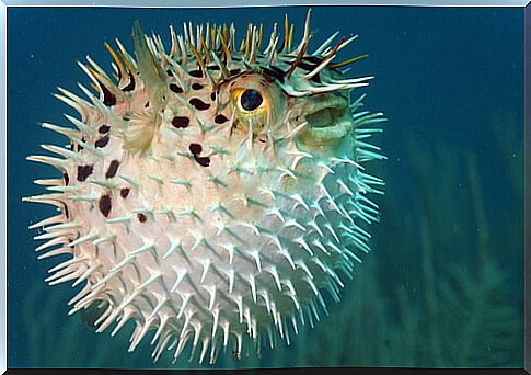 The puffer fish puffs up in danger