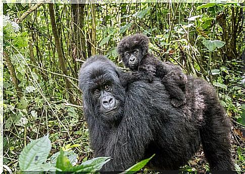 Habitat of the mountain gorilla