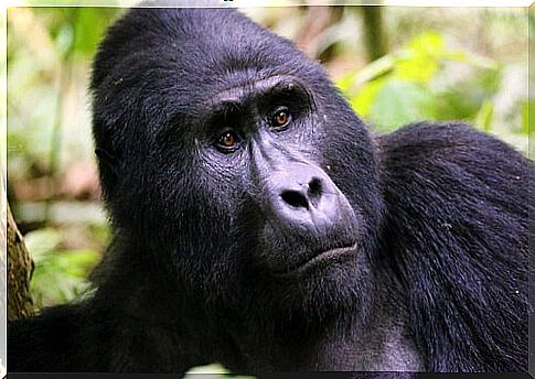 Portrait of a mountain gorilla