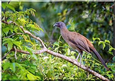 The red-tailed guuan, a tropical bird