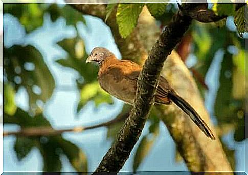 Guacharaca in Venezuela