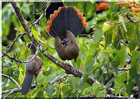 Red-tailed Guan