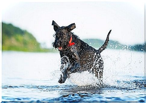 The sportiest dog breeds