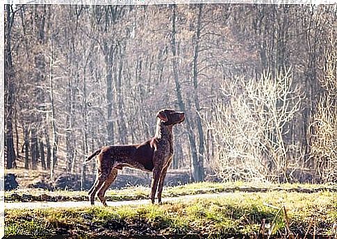 The sportiest dog breeds - English pointer