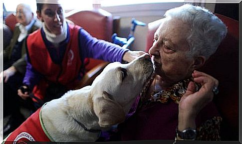 The therapy dogs of Madrid in action