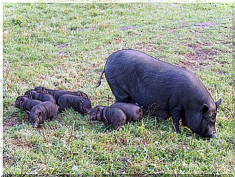 The Vietnamese pot-bellied pig as a pet