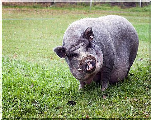 The Vietnamese pot-bellied pig as a pet is docile.