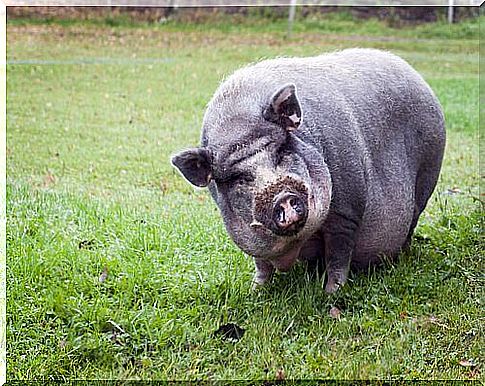 The Vietnamese pot-bellied pig has been declared an invasive species