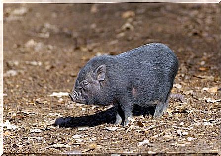 Das vietnamesische Hängebauchschwein ist ein beliebtes Haustier