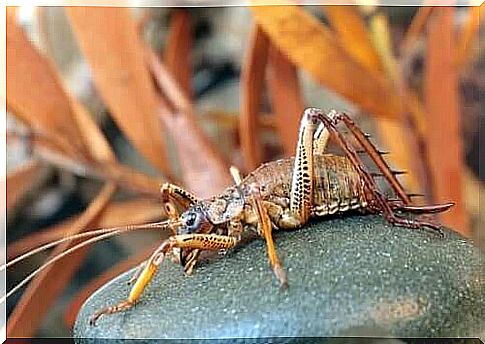 The weta, one of the largest insects on the planet