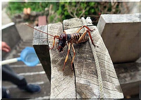 Giant weta