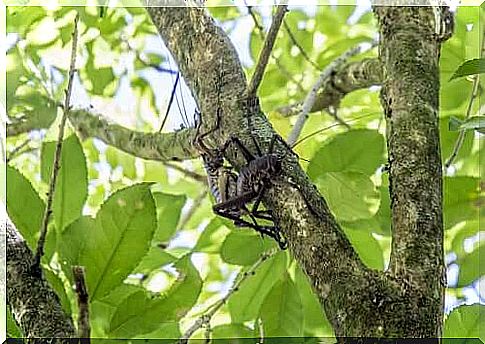 Tree weta