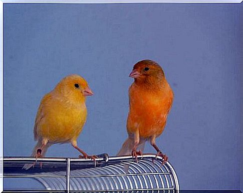 Canary couple