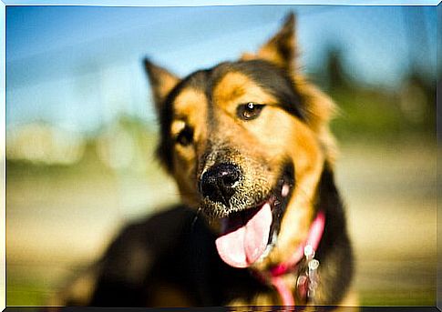 Caring for a blind dog is not always easy.