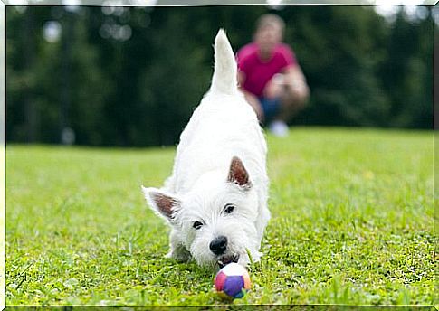 Tips for caring for a blind dog will help keep your four-legged friend happy.