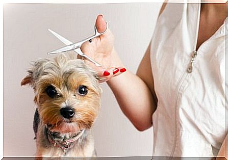 Tips for dogs who are scared at the hairdresser