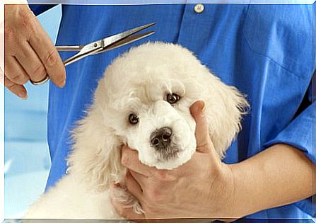 Dog at the hairdresser