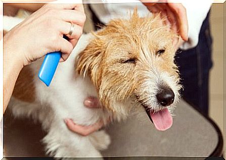 Dog at the hairdresser