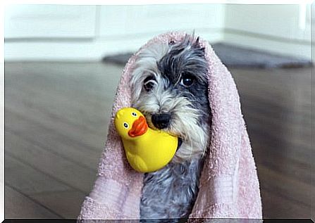 Dog with duck at the hairdresser