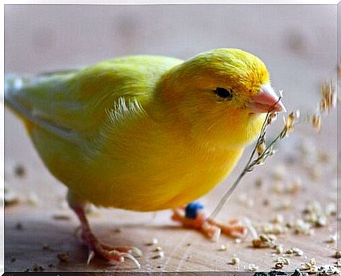 Tips for feeding a canary