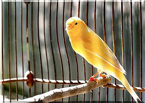 Tips for feeding a canary - canary