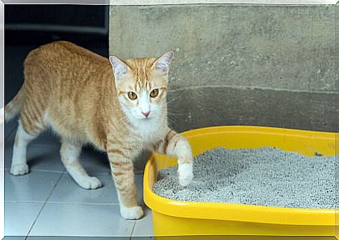 Leaving the cat alone at home: with a clean toilet