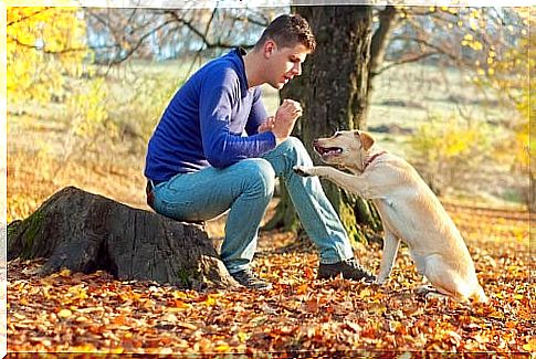 Tips so that your dog comes to you when you call him - dog training in the park