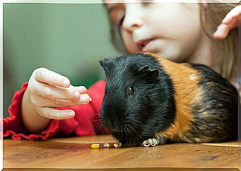 Guinea Pig Tricks: Great Job Opportunity