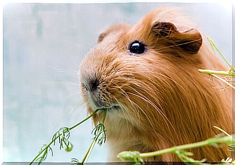 Proper tricks reward for guinea pigs is important.