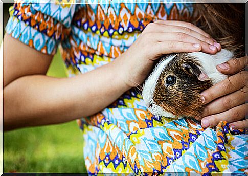 When learning tricks for guinea pigs, each animal has its own pace.