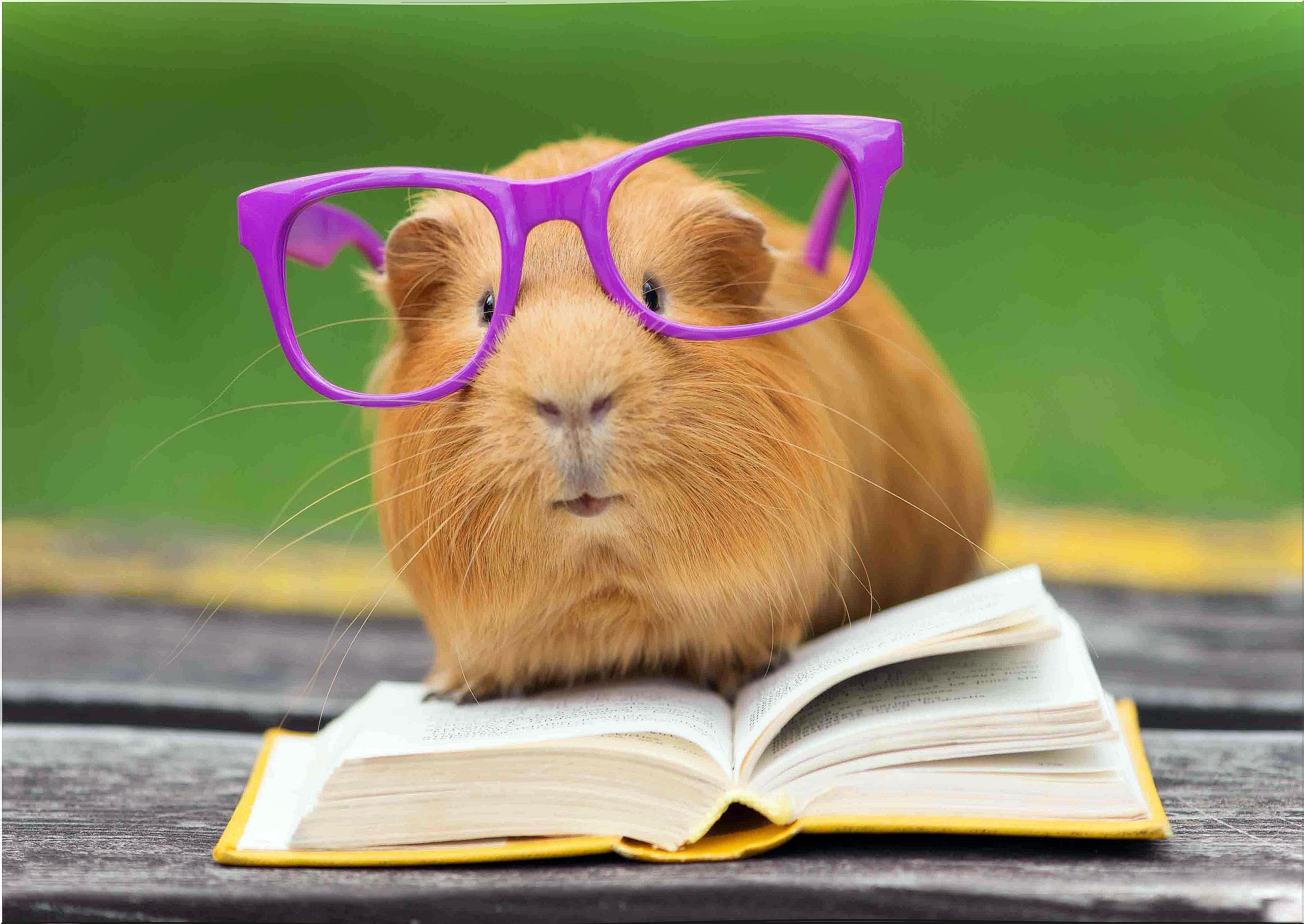 Tricks for guinea pigs are an ideal activity because the rodents are very docile.