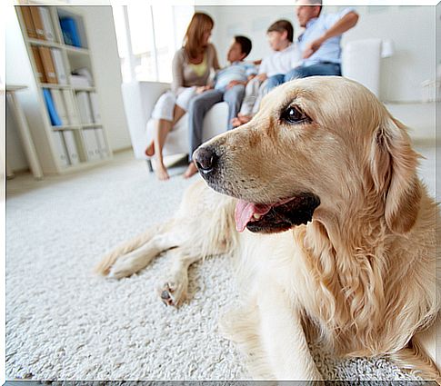 Family calmed a nervous dog