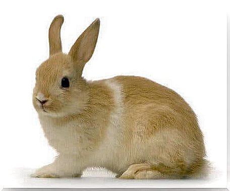 Vestibular Syndrome - Brown Rabbit