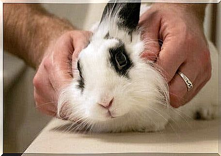 Vestibular Syndrome - Rabbits at the Vet