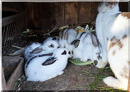 Vestibular Syndrome - Rabbit Cubs with their mother