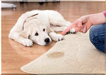 Basic training - puppy in front of a carpet